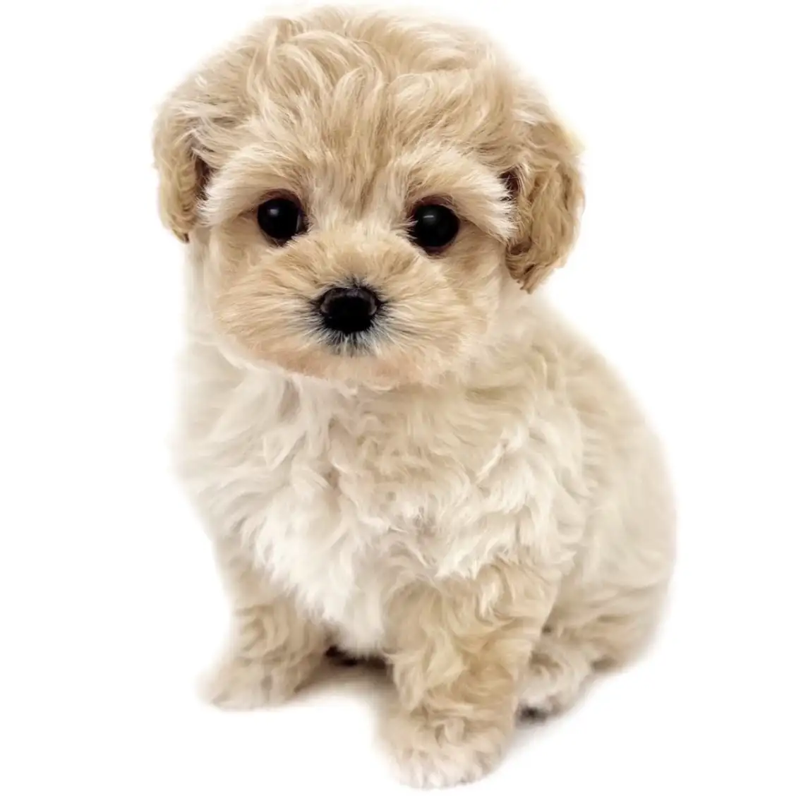 MIX（マルチーズ×トイプードル）