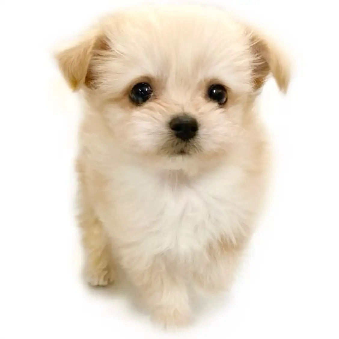 MIX（トイプードル×チワワ）