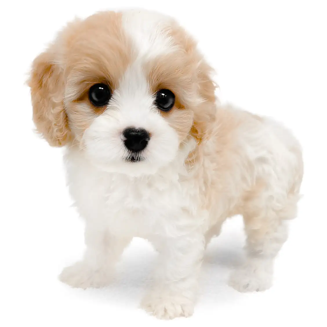 MIX（キャバリアキングチャールズスパニエル×ビションフリーゼ）