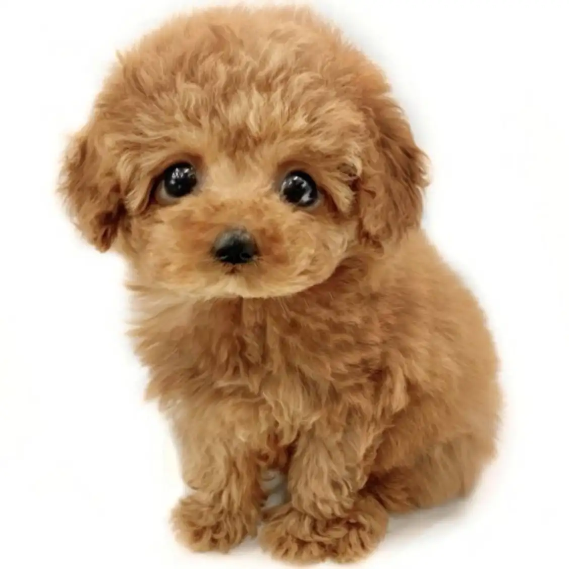 トイ・プードル