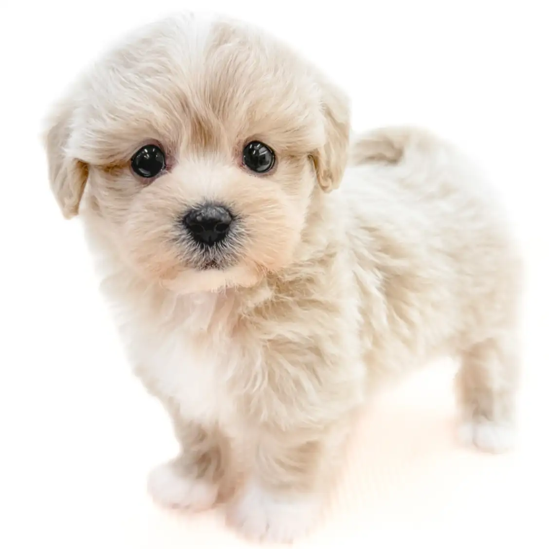 MIX（マルチーズ×トイプードル）