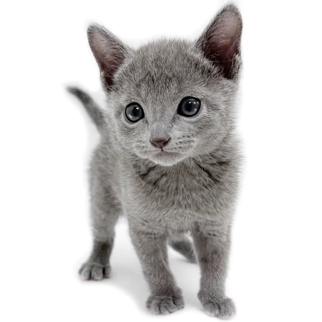 ロシアンブルー