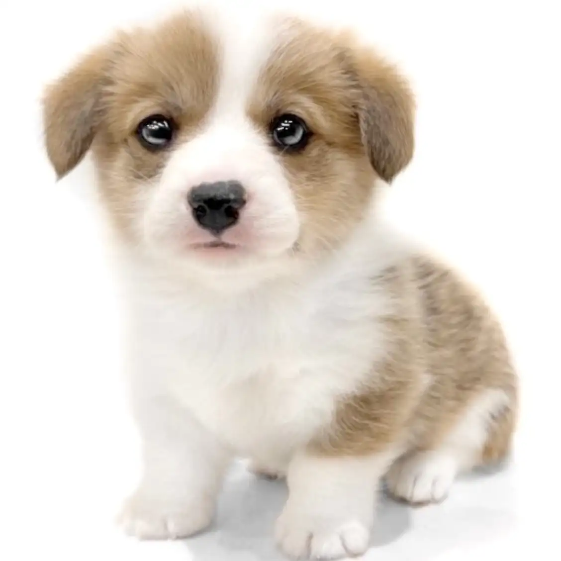 ウェルシュコーギーペンブローク