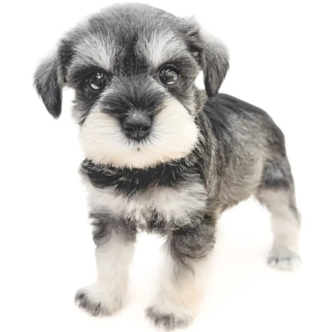 ミニチュア・シュナウザー