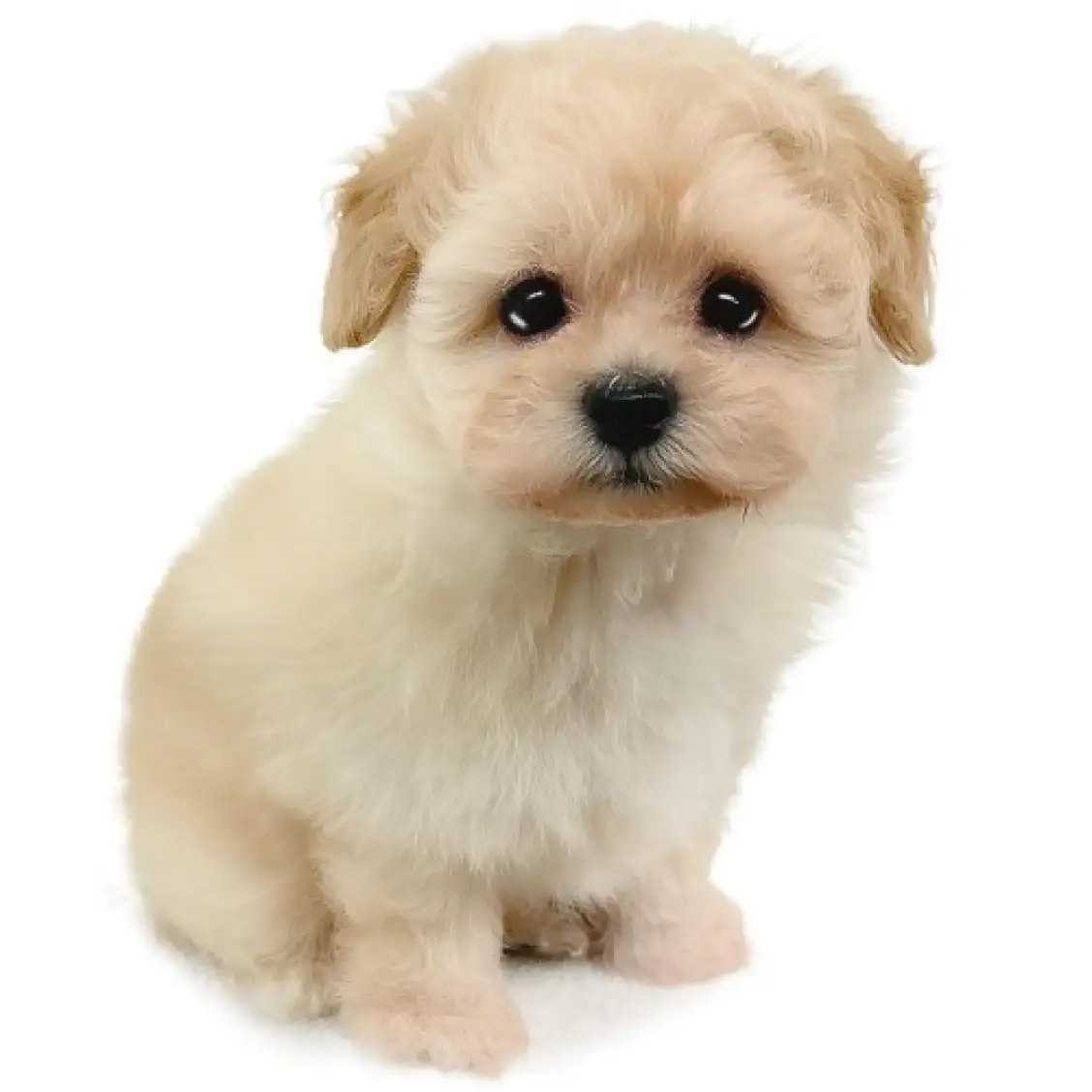 MIX(ポメラニアン×トイプードル)