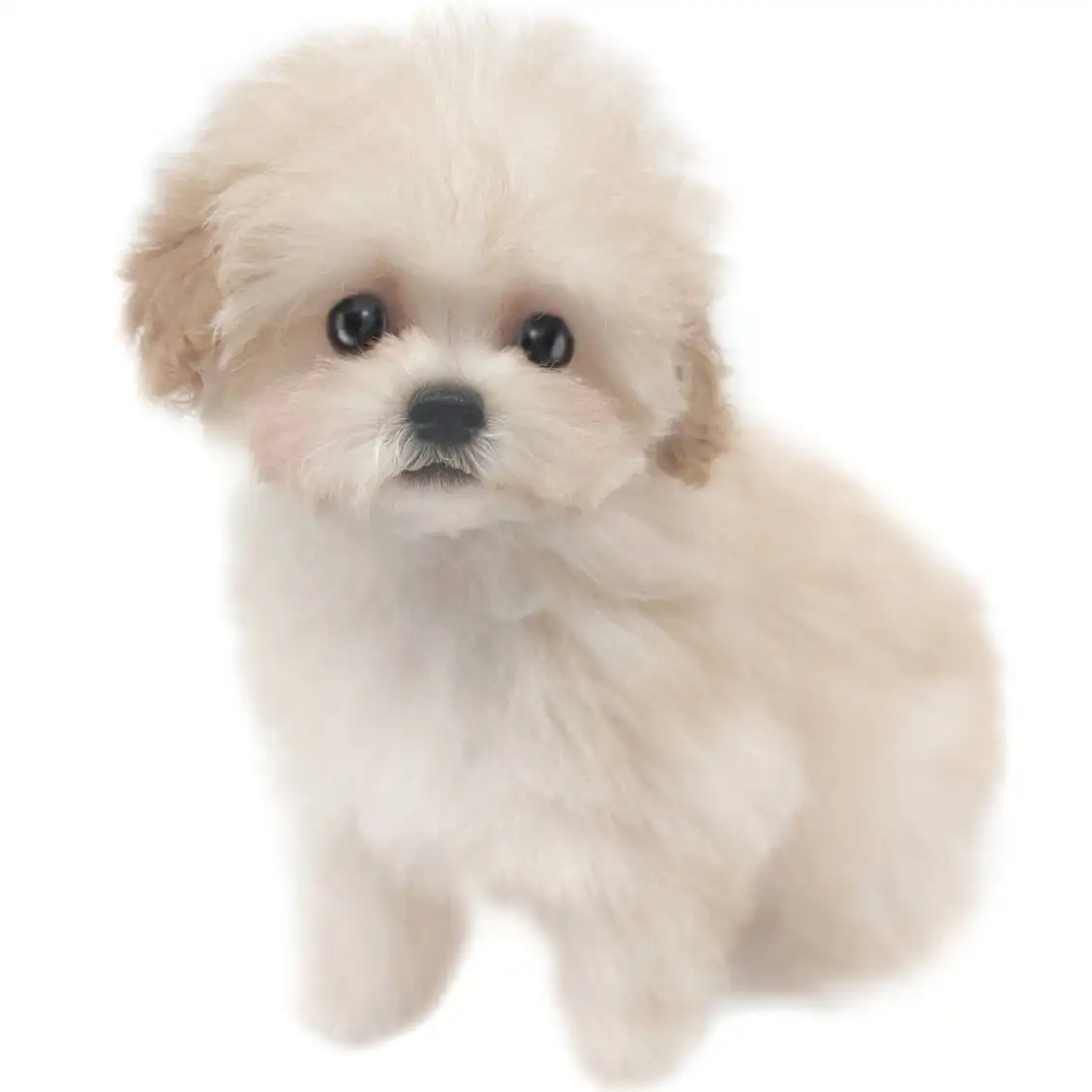 MIX(トイプードル×マルチーズ)