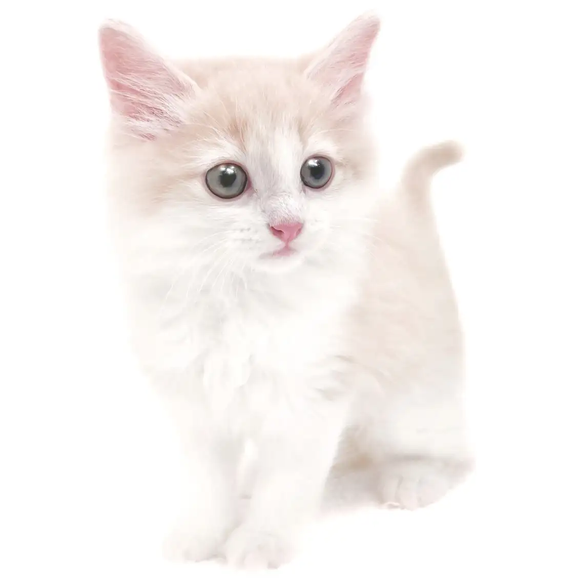 ノルウェージャンフォレストキャット