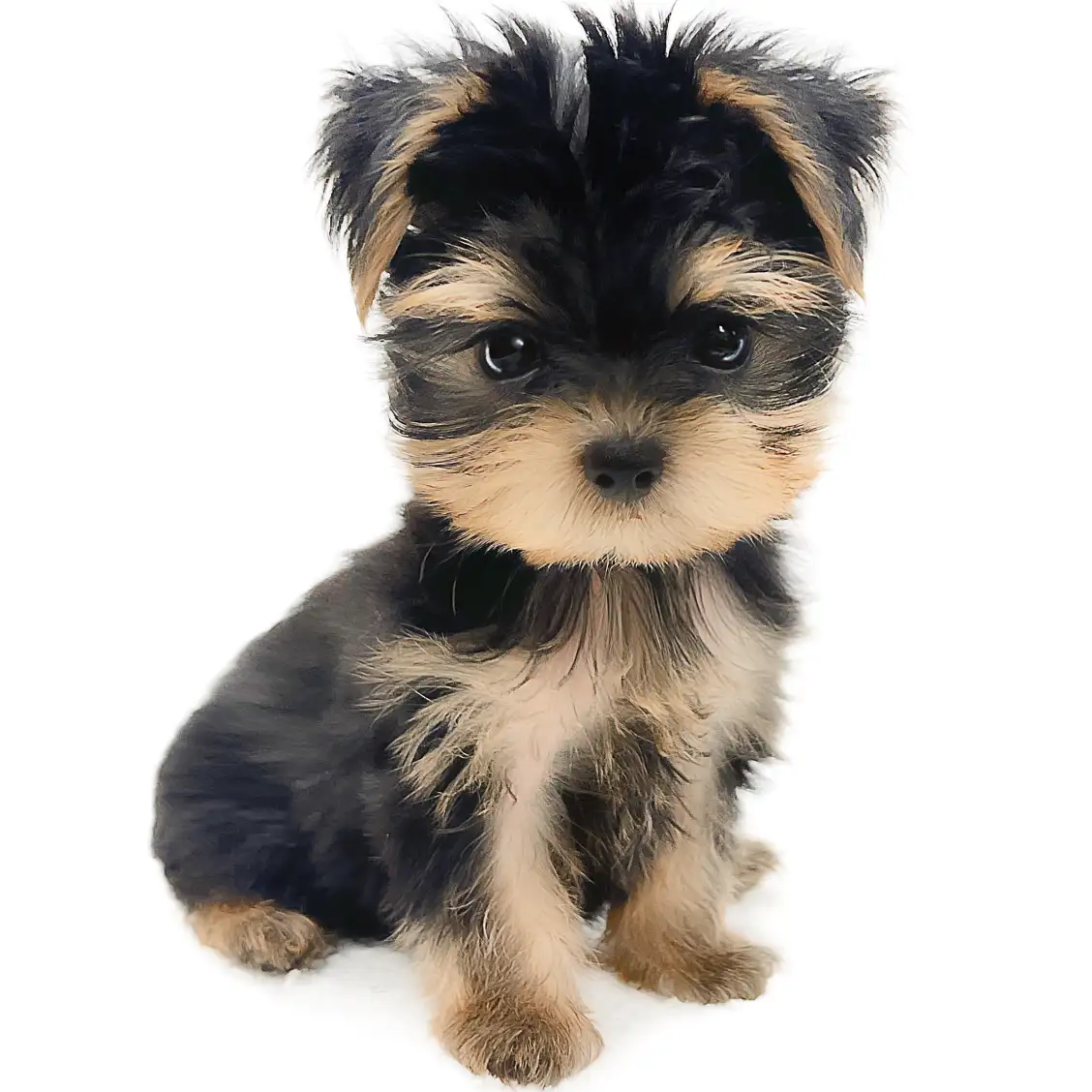 ヨークシャーテリア