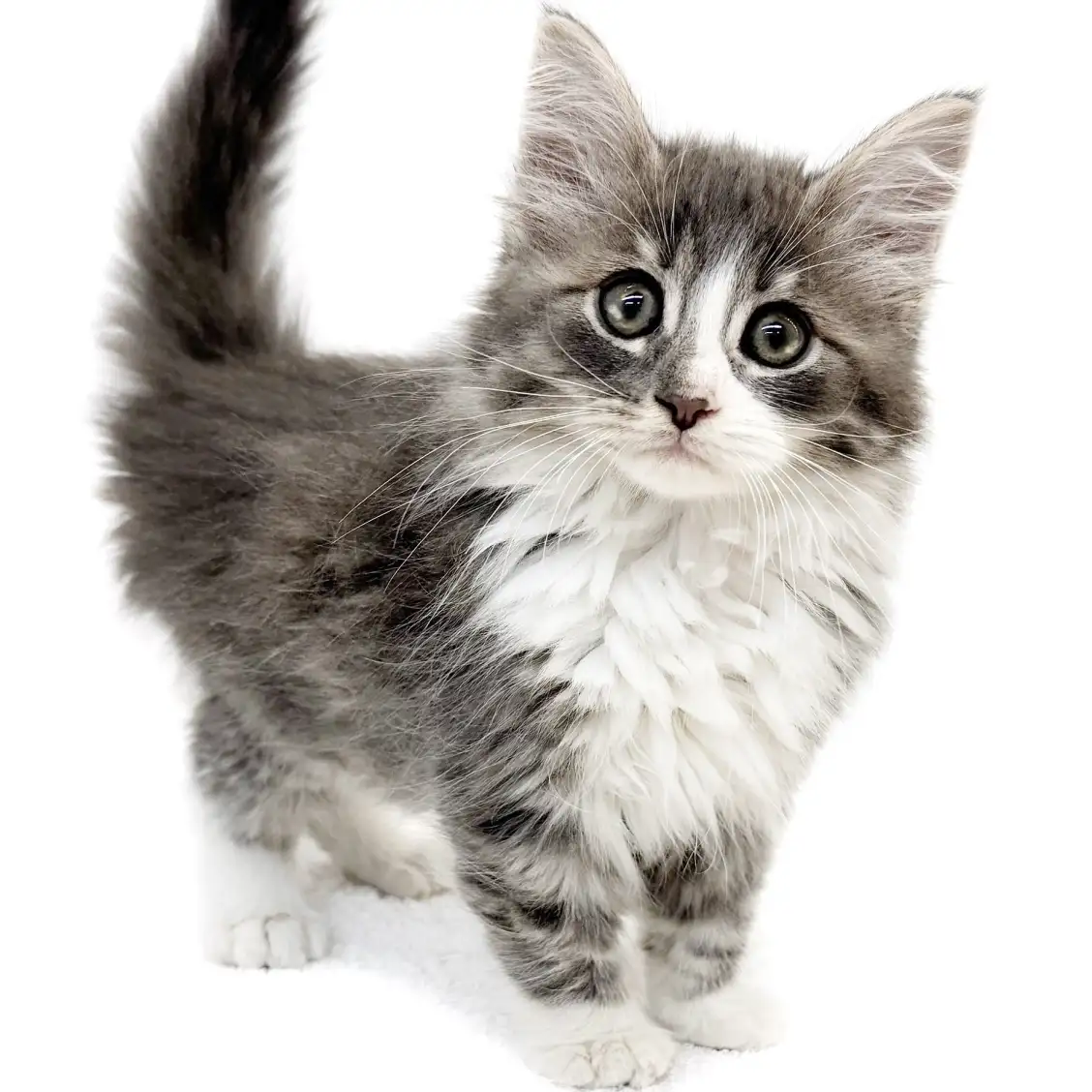 ノルウェージャンフォレストキャット