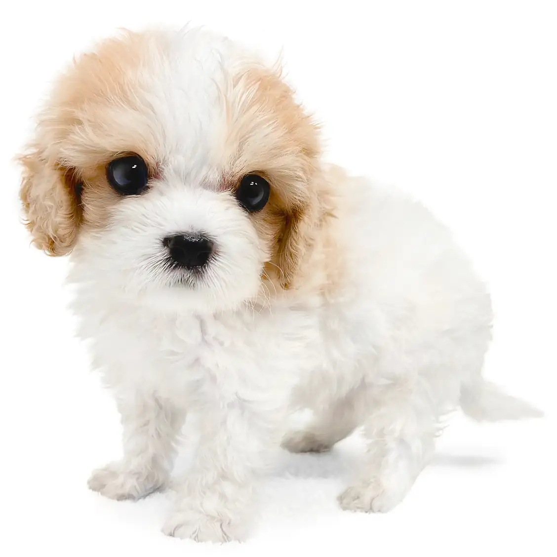 MIX（キャバリアキングチャールズスパニエル×ビションフリーゼ）