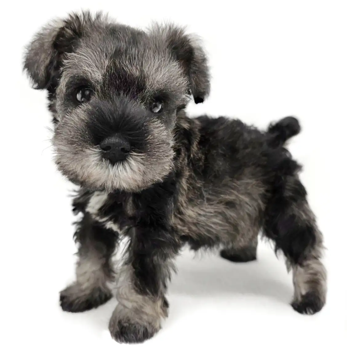 ミニチュア・シュナウザー