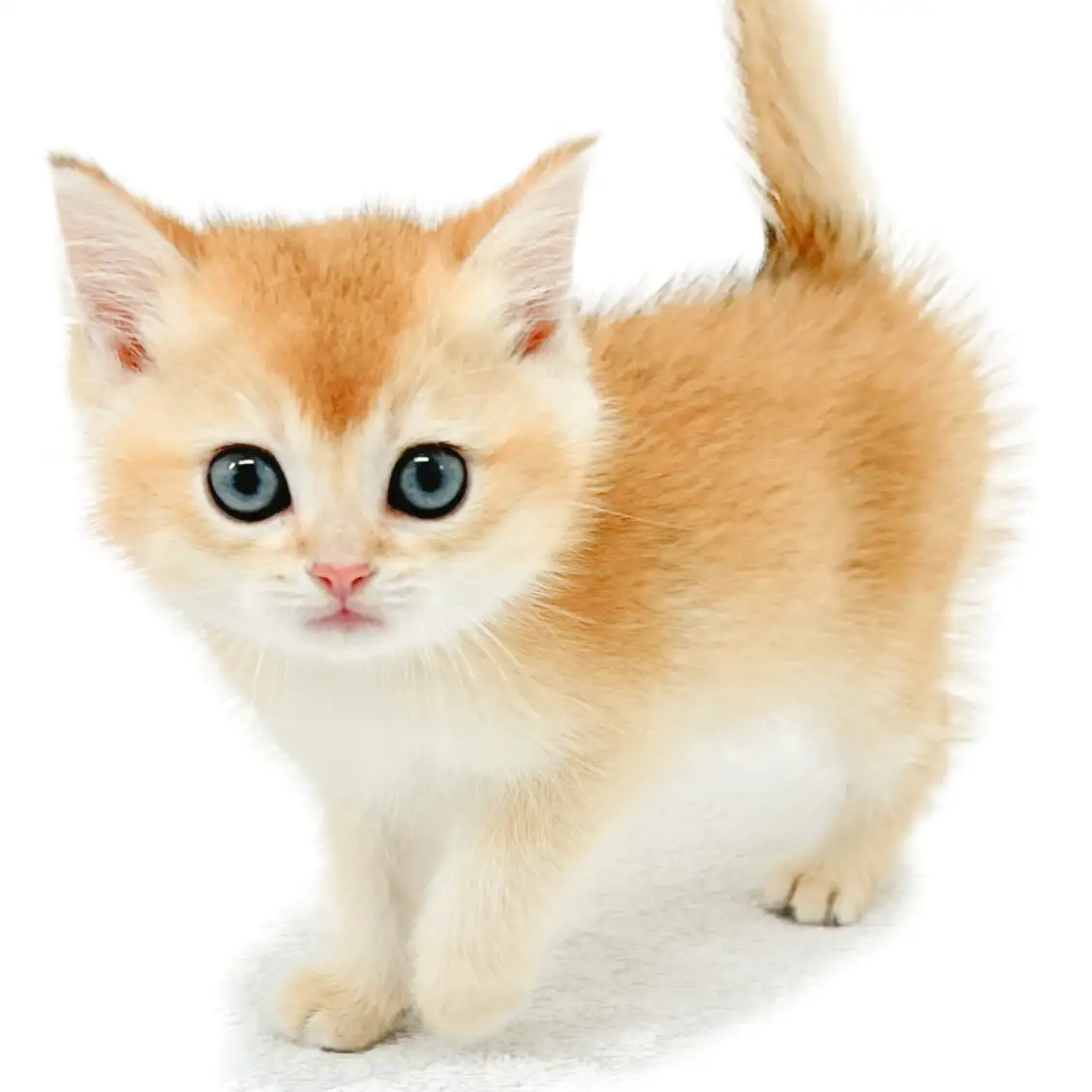 ブリティッシュショートヘア