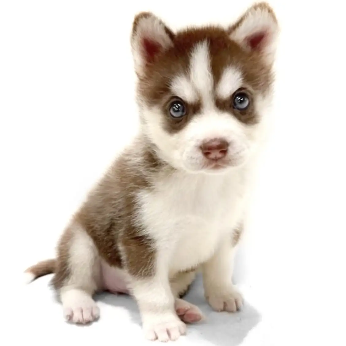 シベリアンハスキー