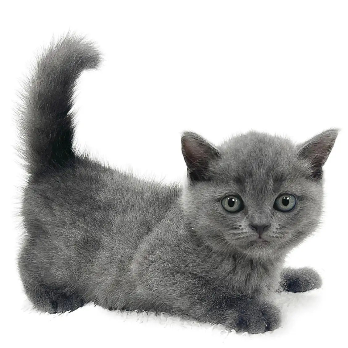 ブリティッシュショートヘア