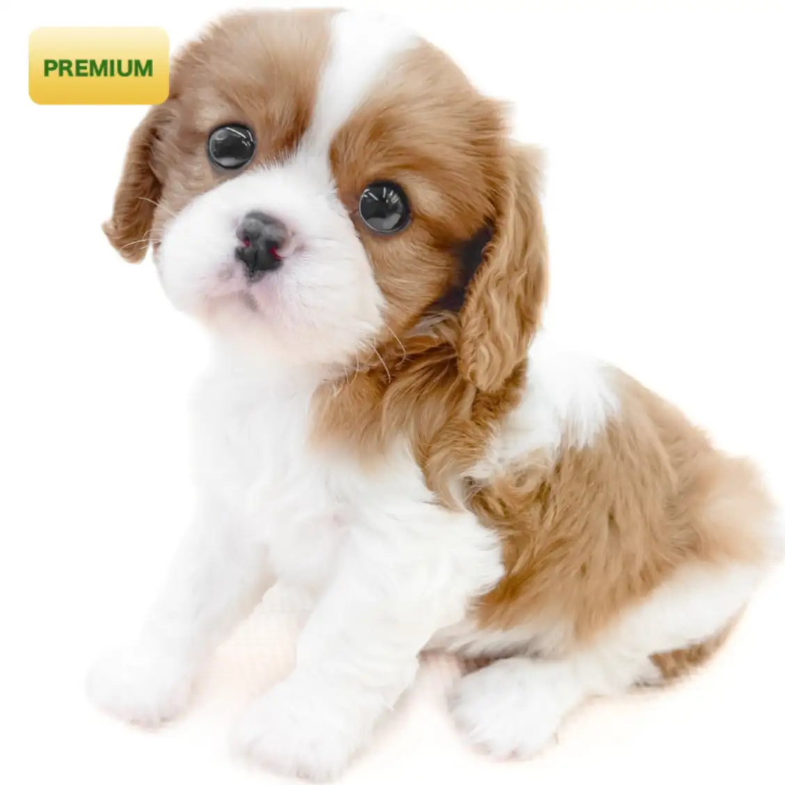 キャバリア・キングチャールズ・スパニエル