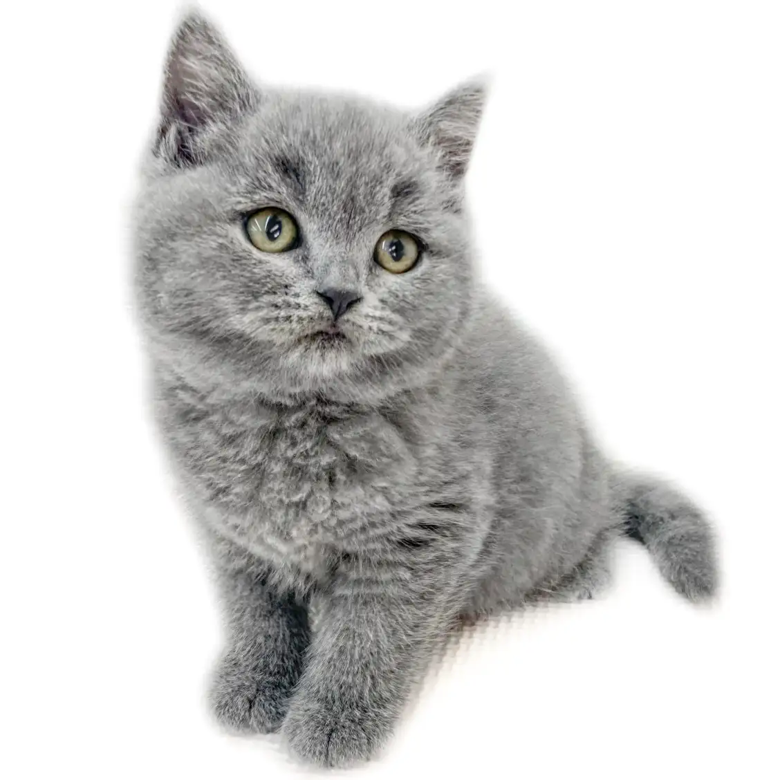 ブリティッシュショートヘア