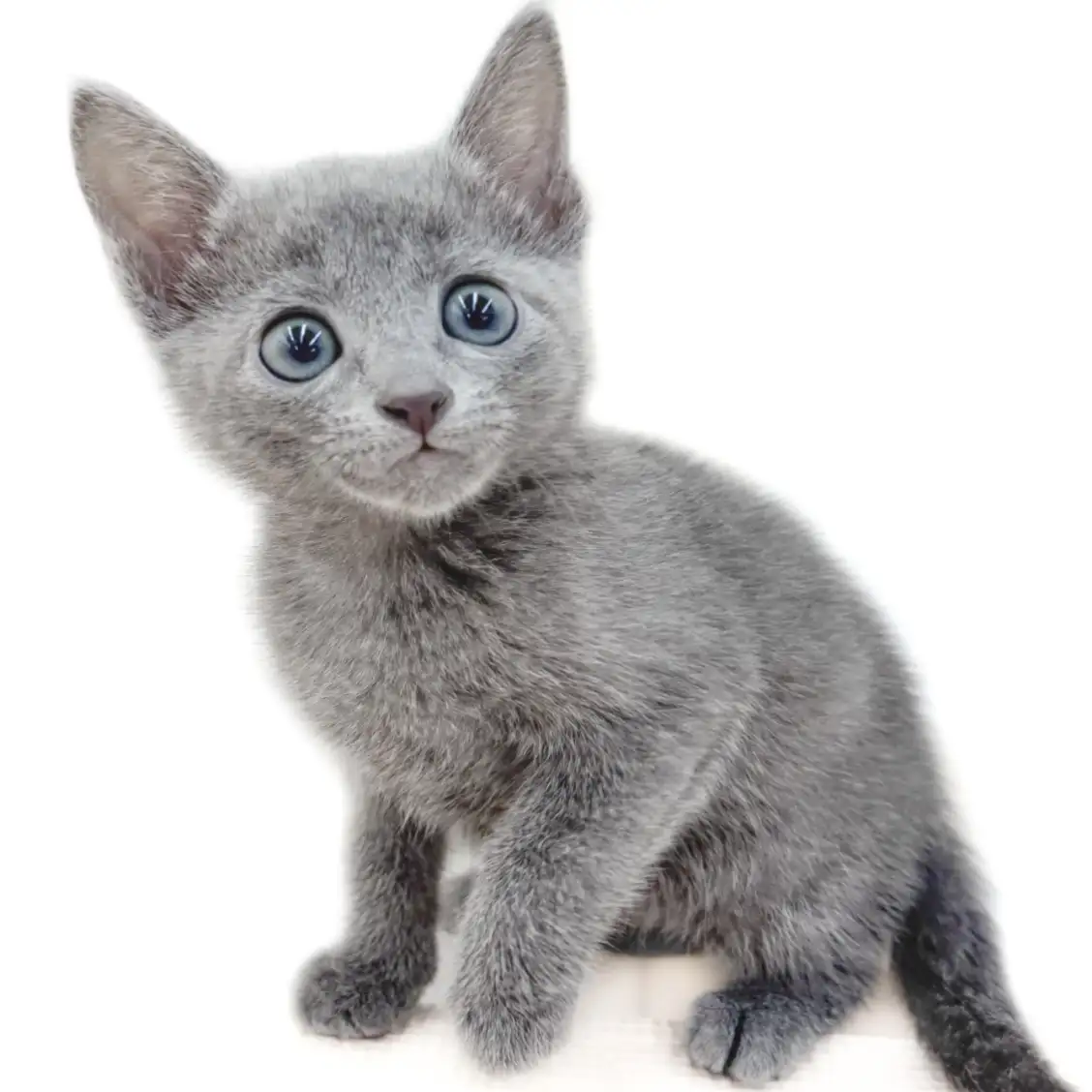 ロシアンブルー