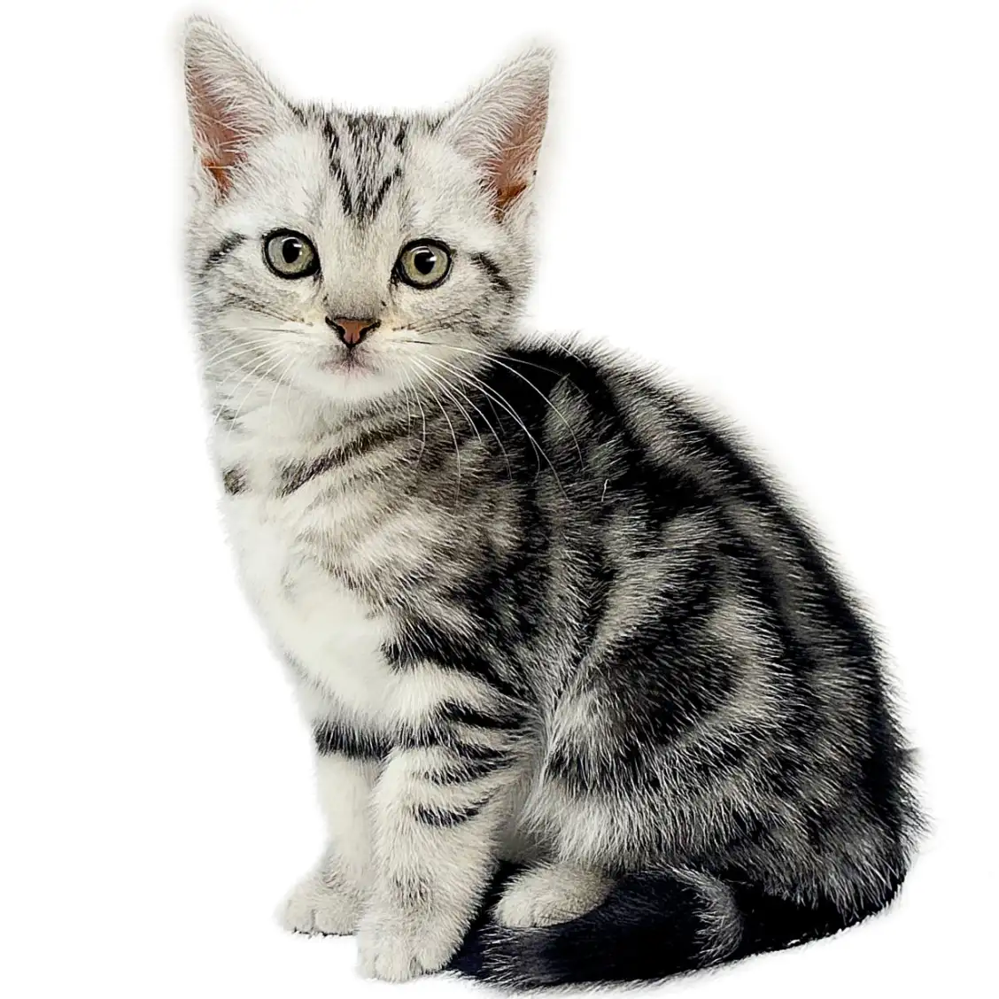 アメリカンショートヘア