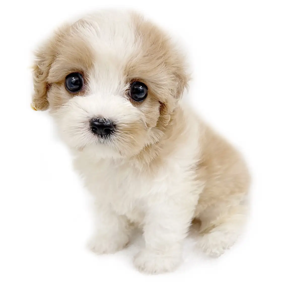 MIX（キャバリアキングチャールズスパニエル×ビションフリーゼ）