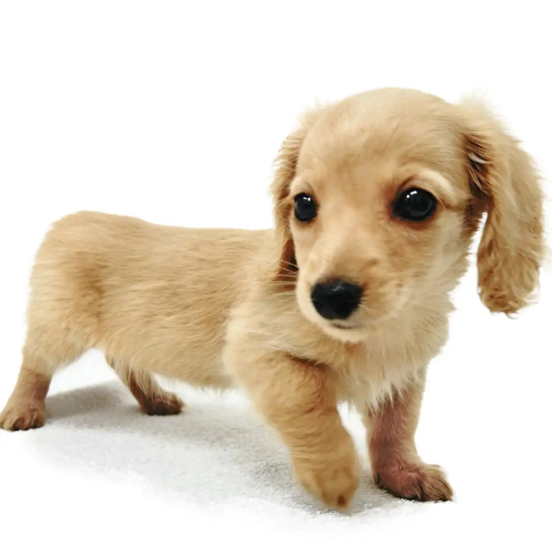 ミニチュア・ダックスフント