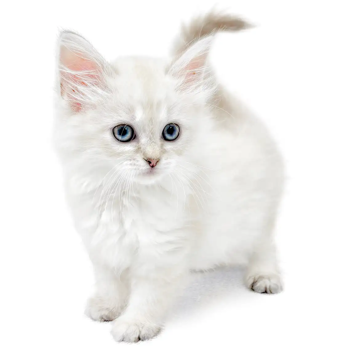 ネヴァマスカレード