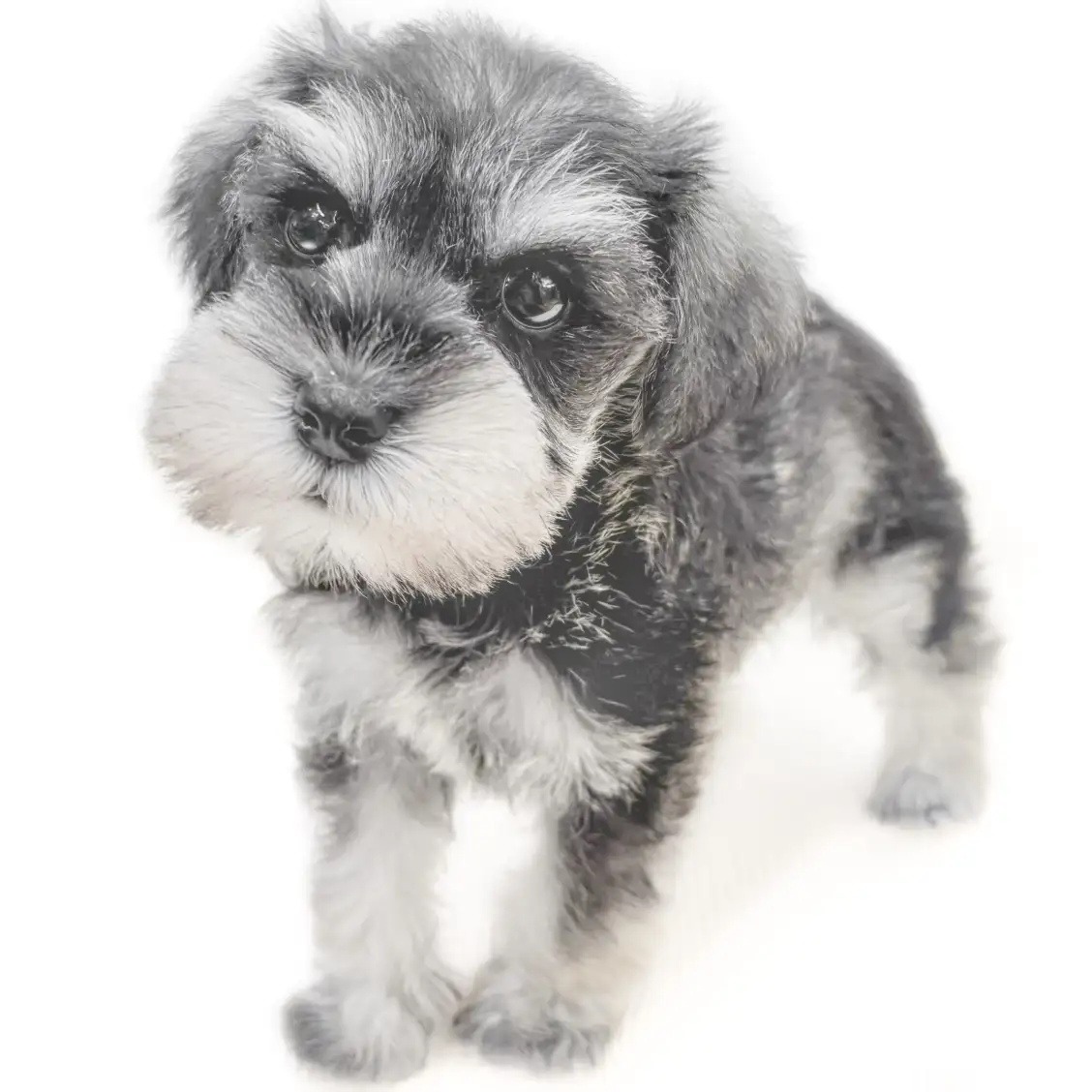 ミニチュア・シュナウザー