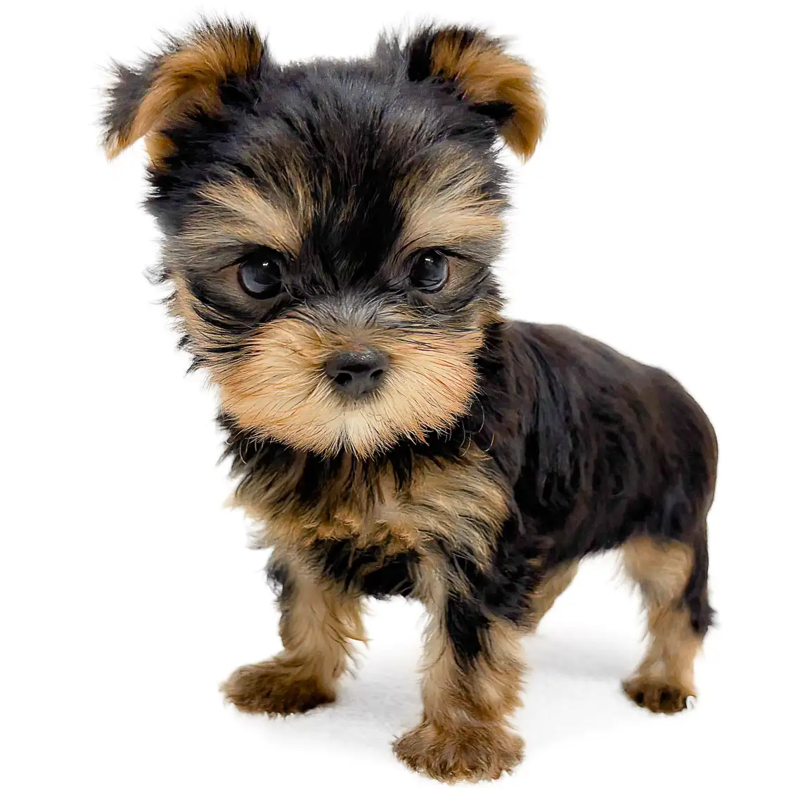 ヨークシャーテリア