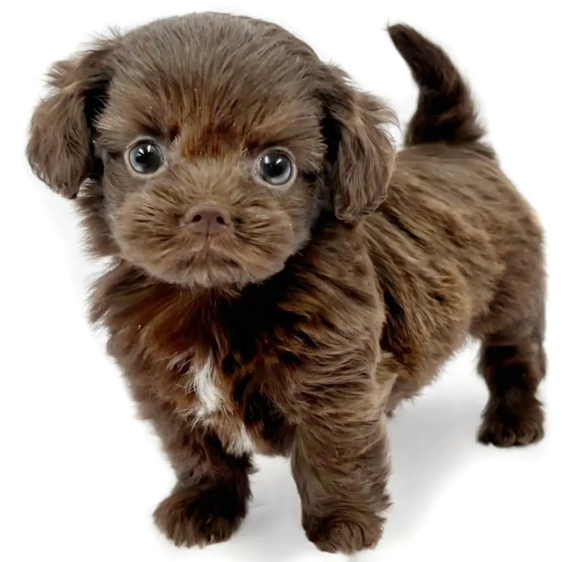 MIX(チワワ×トイプードル)