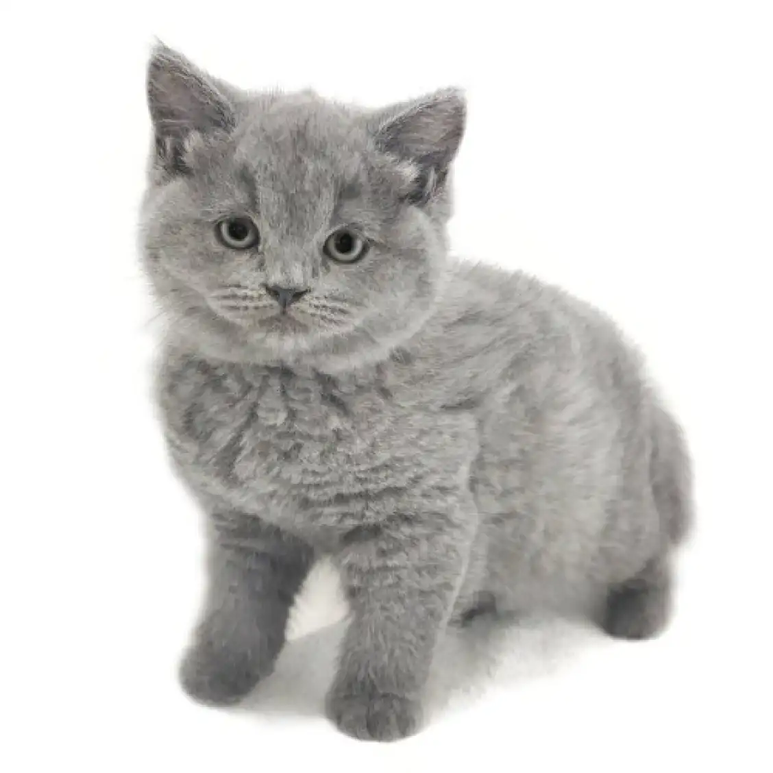 ブリティッシュショートヘア