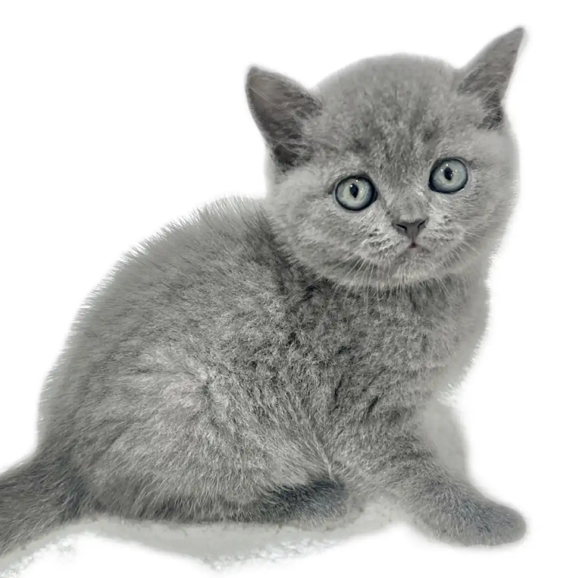 ブリティッシュショートヘア