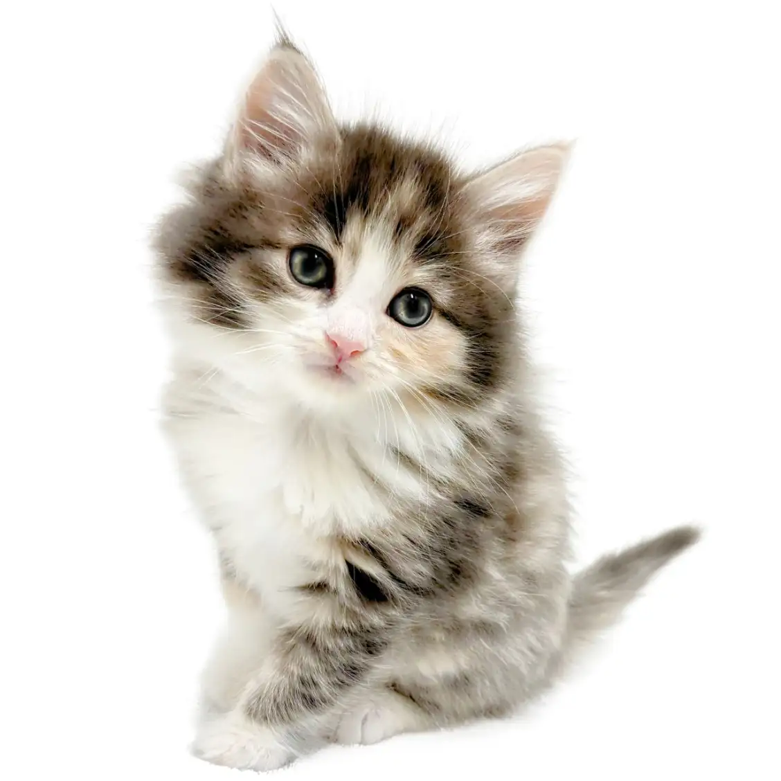 ノルウェージャンフォレストキャット