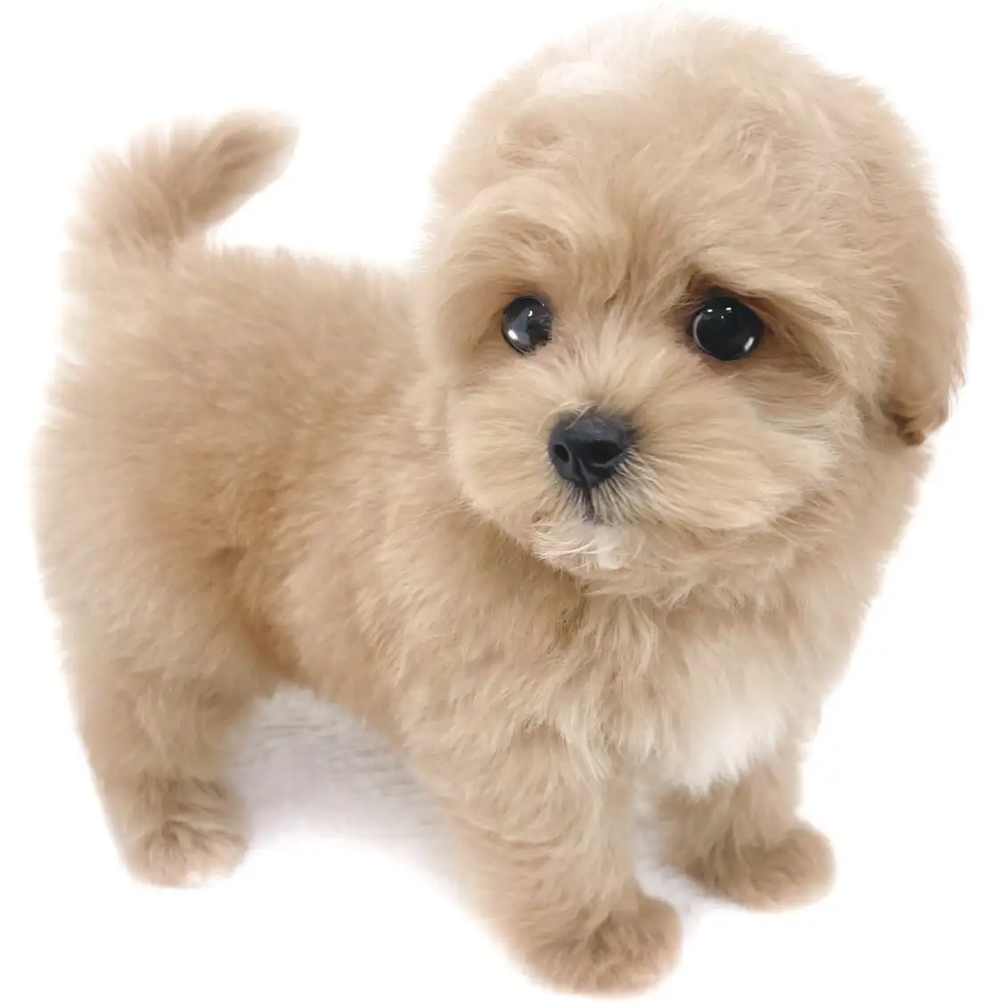 MIX（トイプードル×マルチーズ）