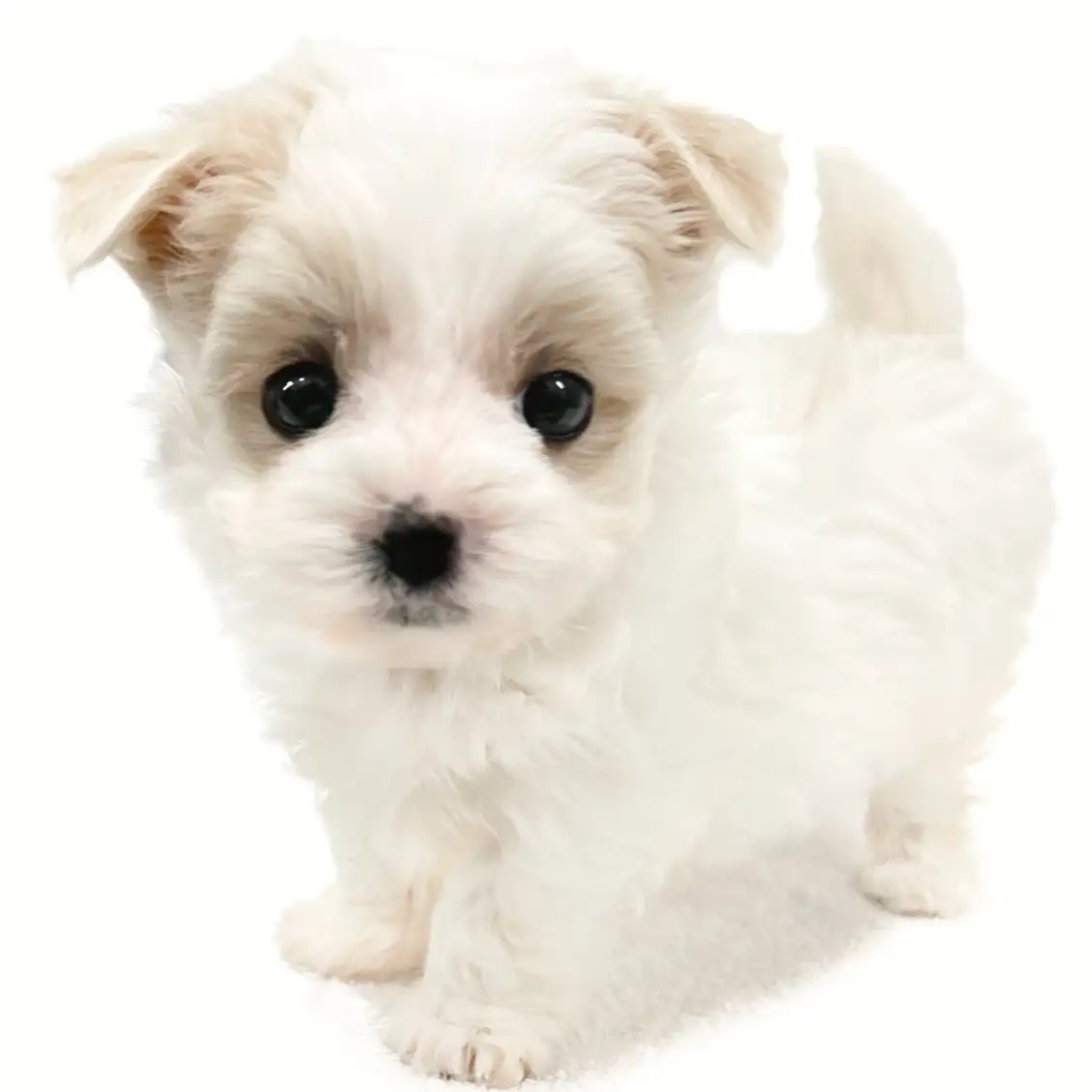 MIX（マルチーズ×ヨークシャーテリア）