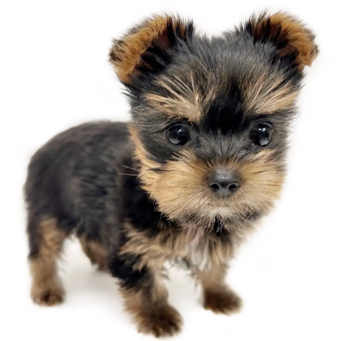 ヨークシャーテリア