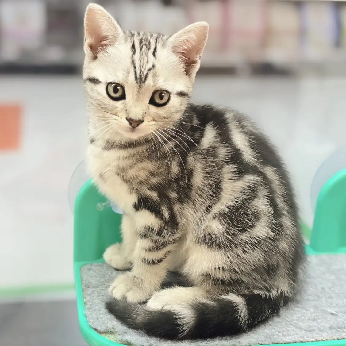 アメリカンショートヘア