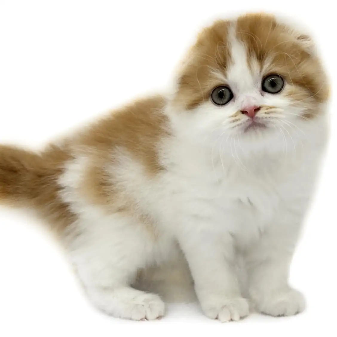 スコティッシュフォールド