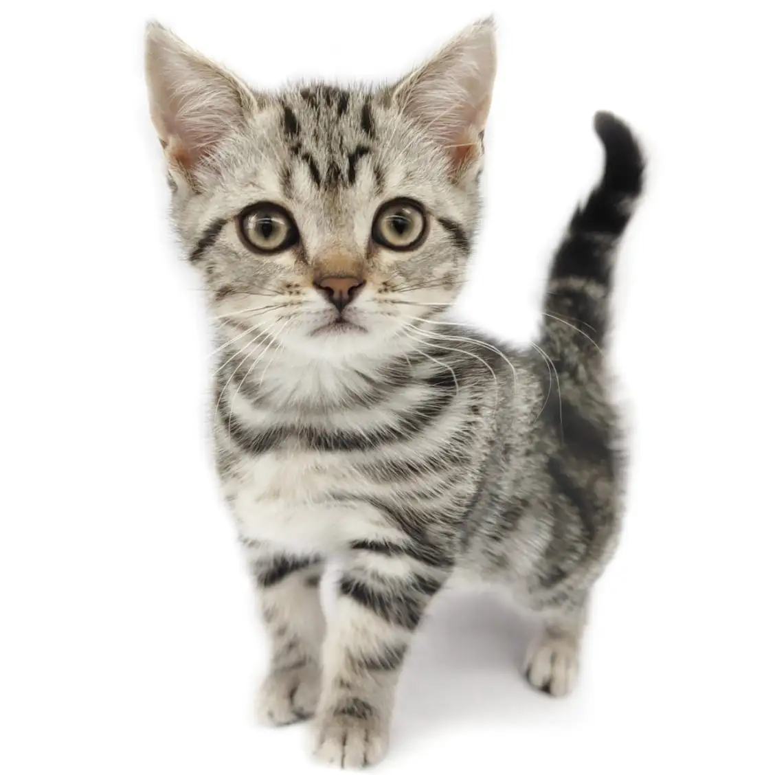 アメリカンショートヘア