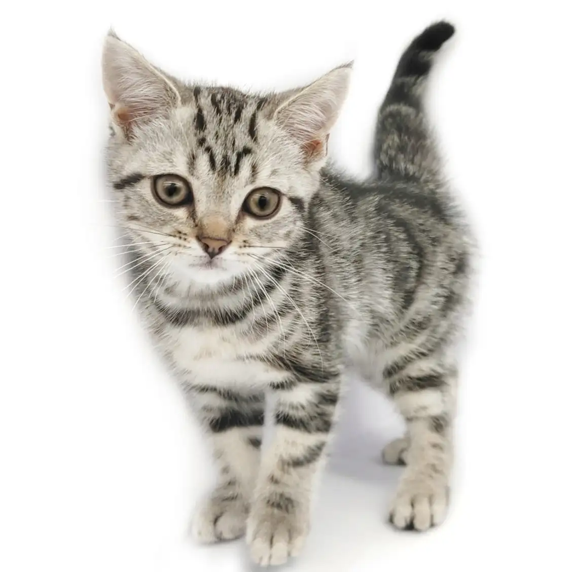 アメリカンショートヘア