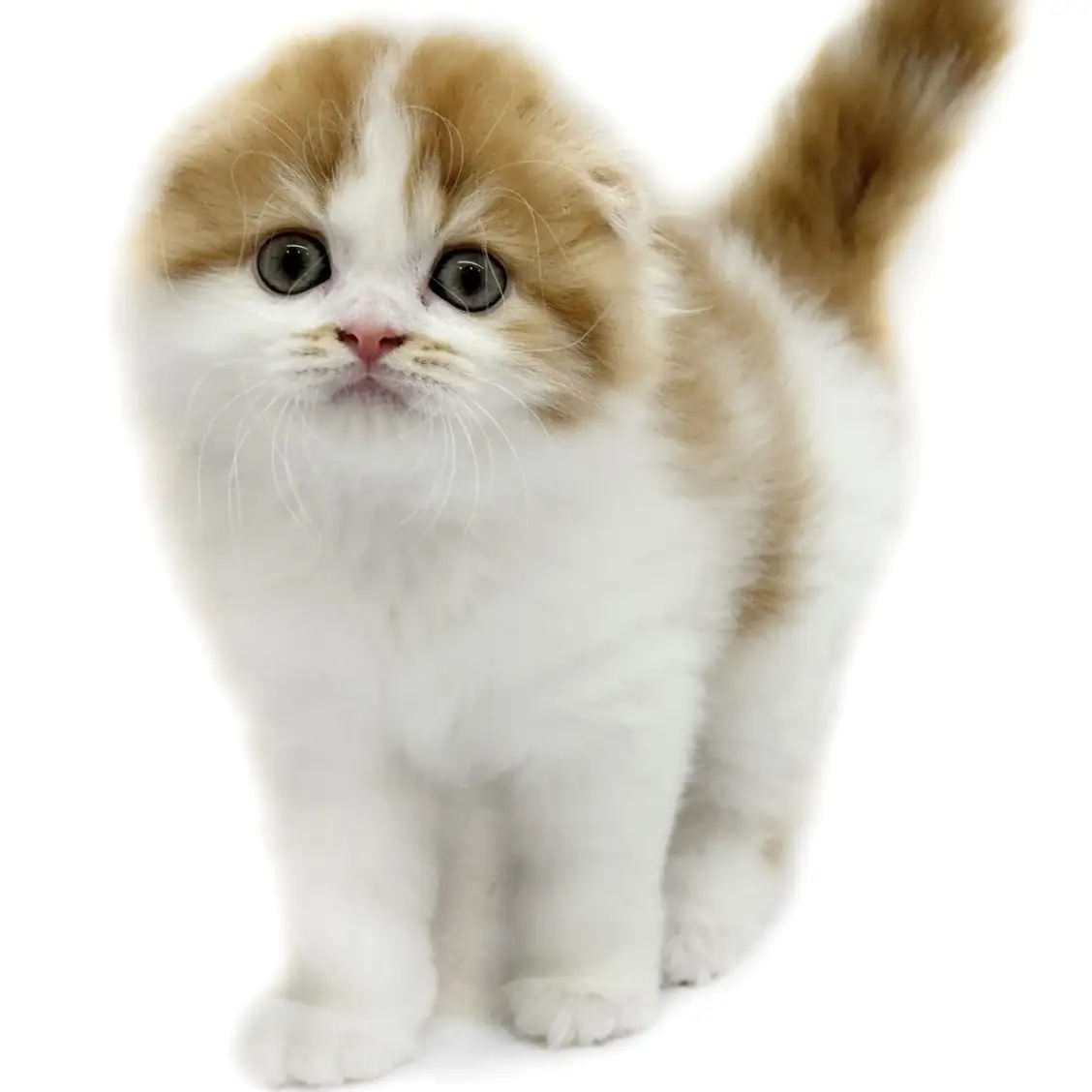 スコティッシュフォールド