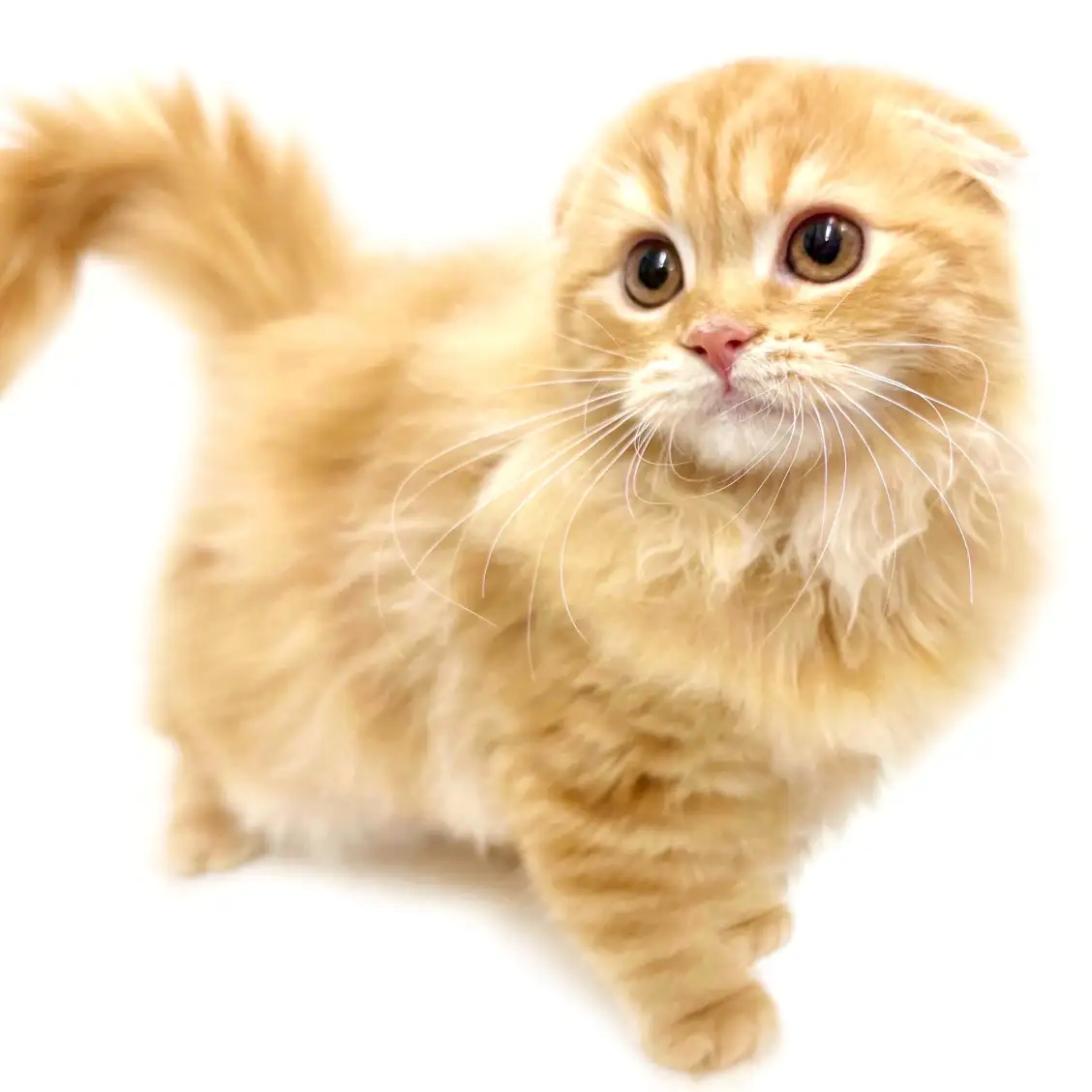 スコティッシュフォールド