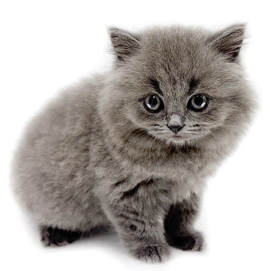 ブリティッシュロングヘア