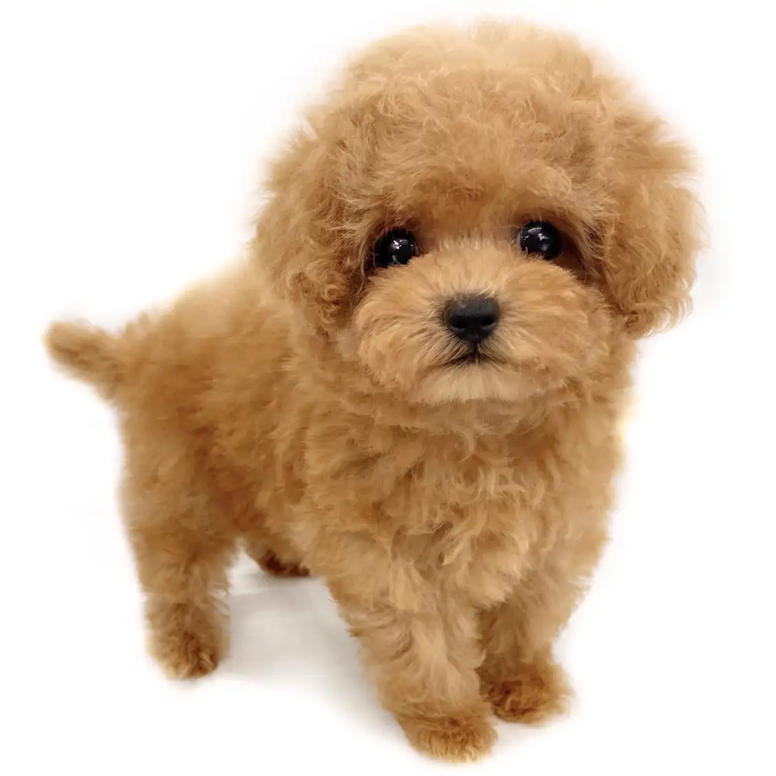 トイ・プードル