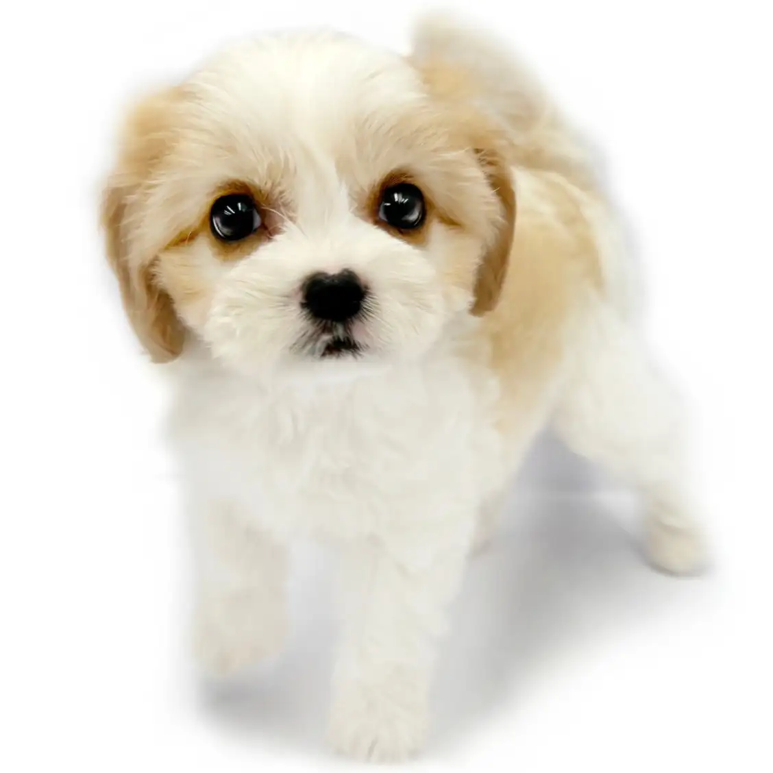 MIX（キャバリアキングチャールズスパニエル×ビションフリーゼ）