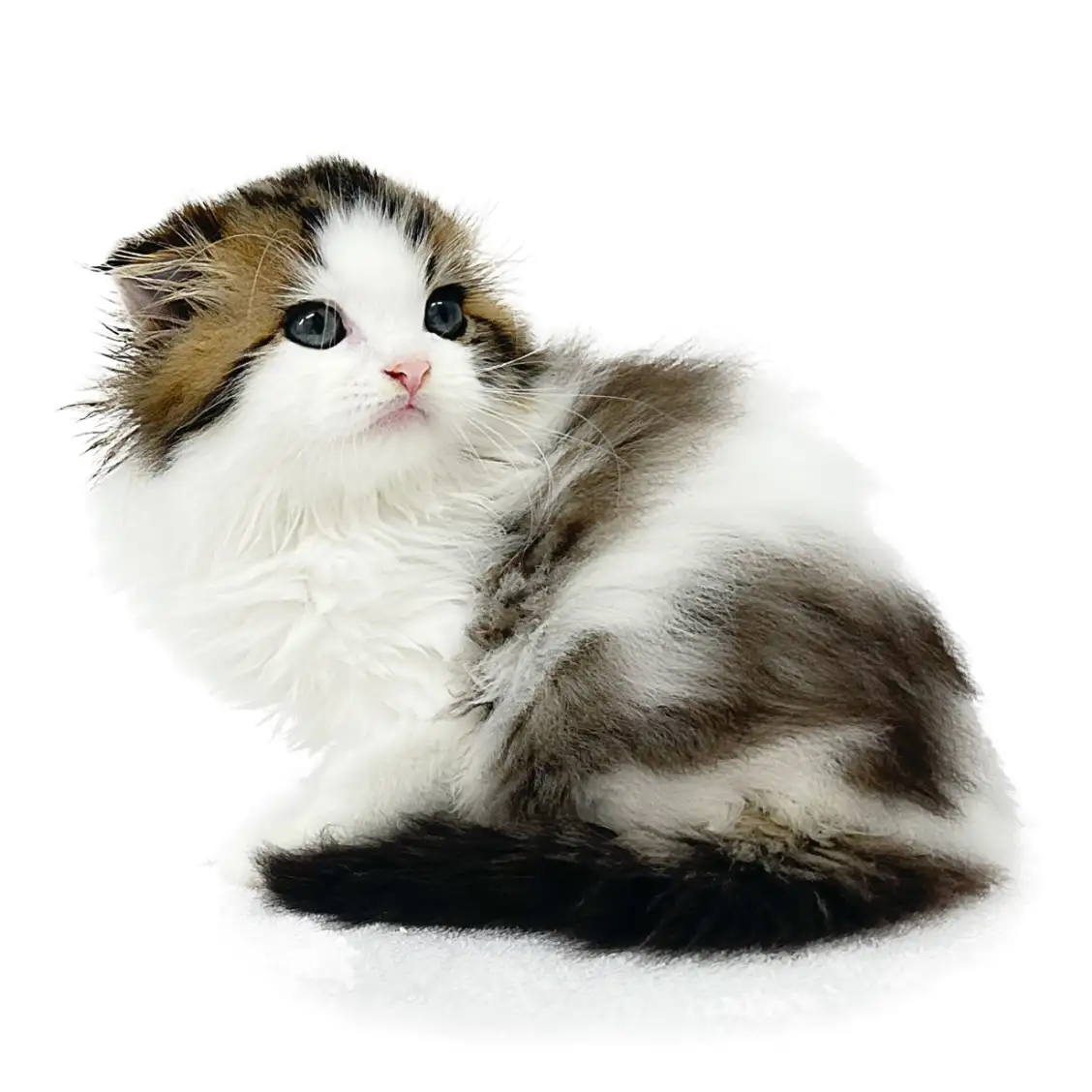 スコティッシュフォールド