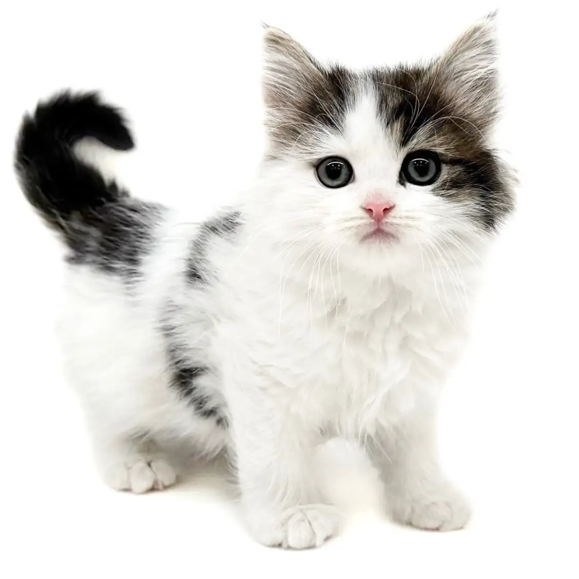 ノルウェージャンフォレストキャット