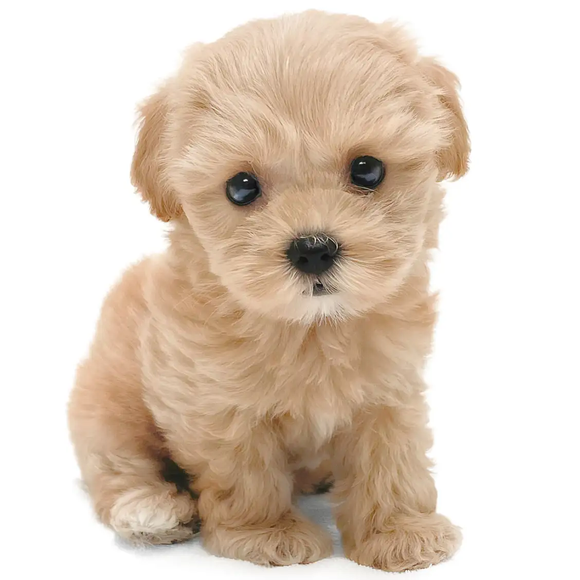 MIX（マルチーズ×トイプードル）