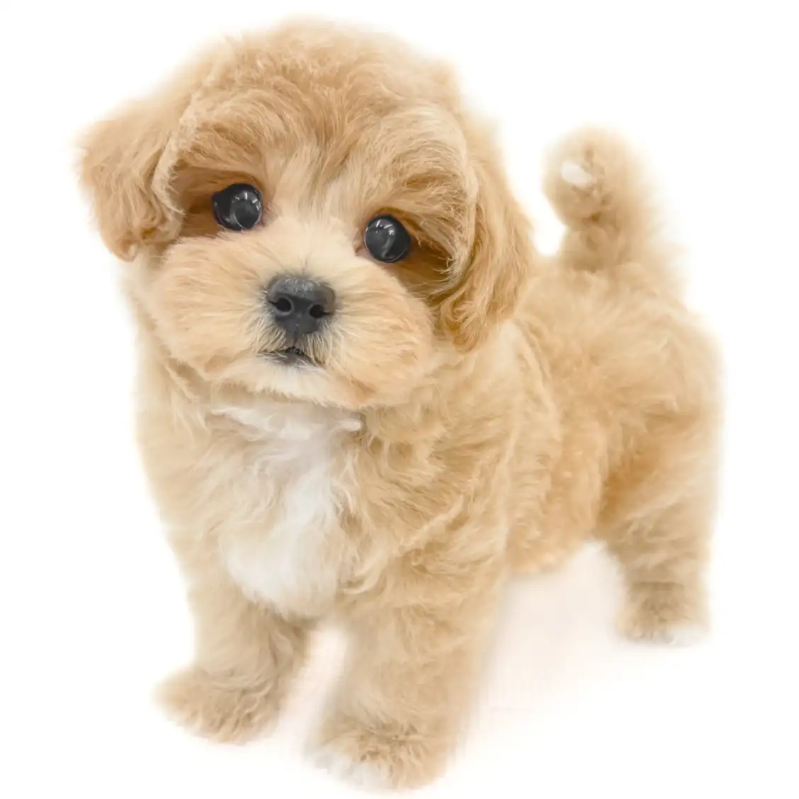 MIX（マルチーズ×トイプードル）