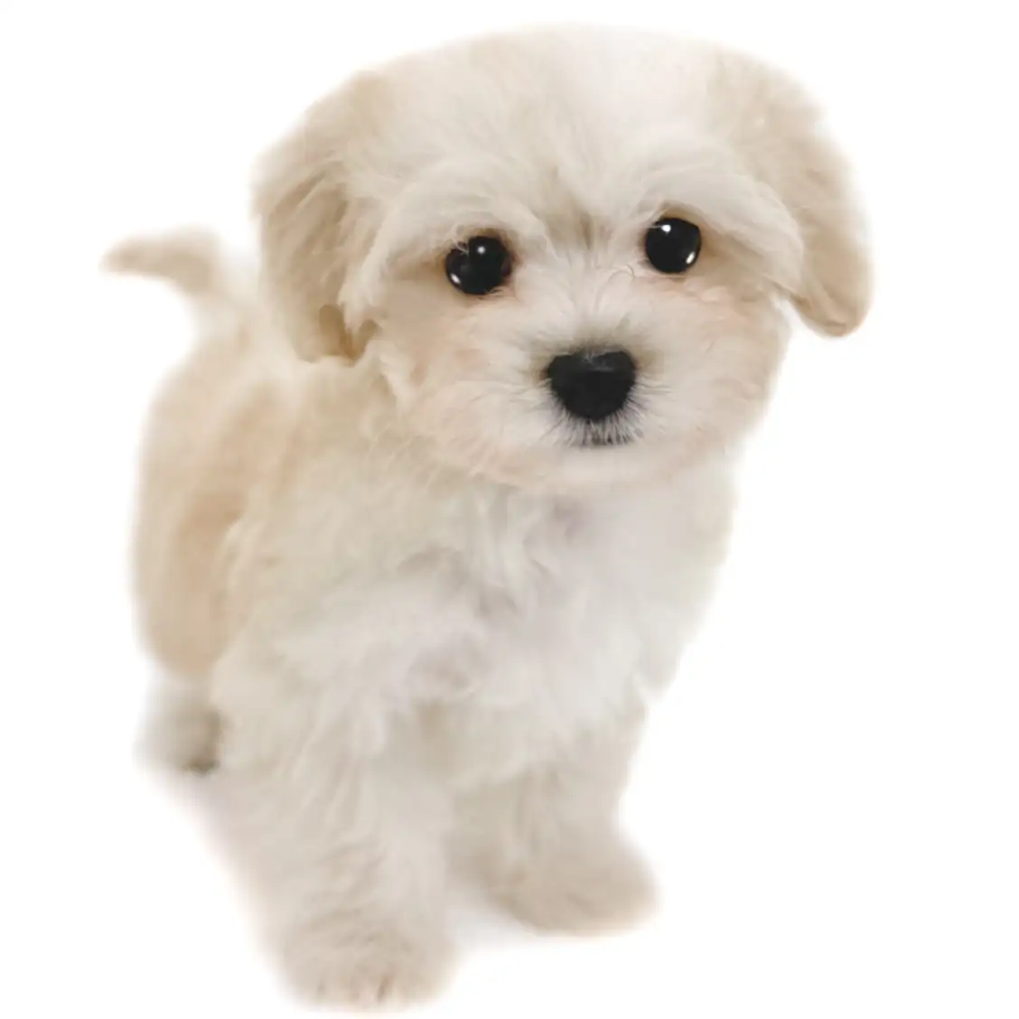 MIX(マルチーズ×トイプードル)