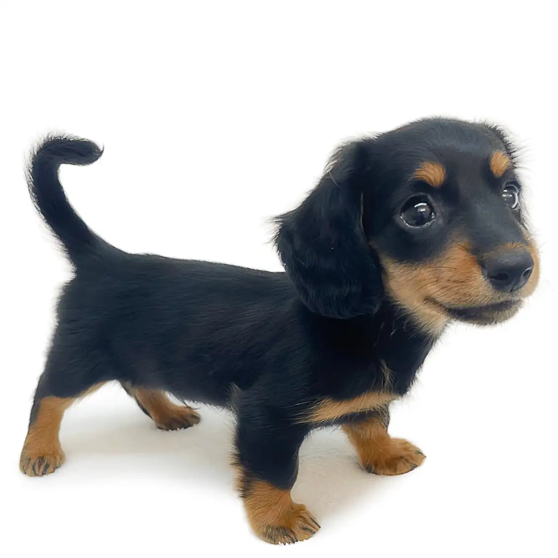 ミニチュア・ダックスフント