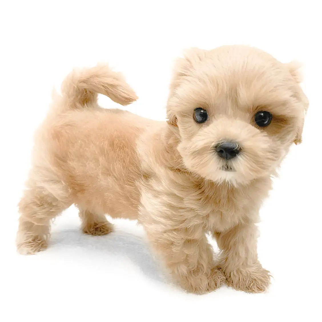 MIX（マルチーズ×トイプードル）